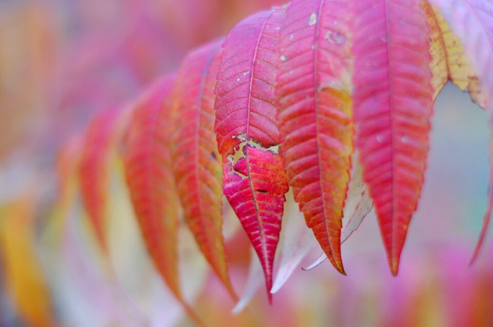 Branch leaves color