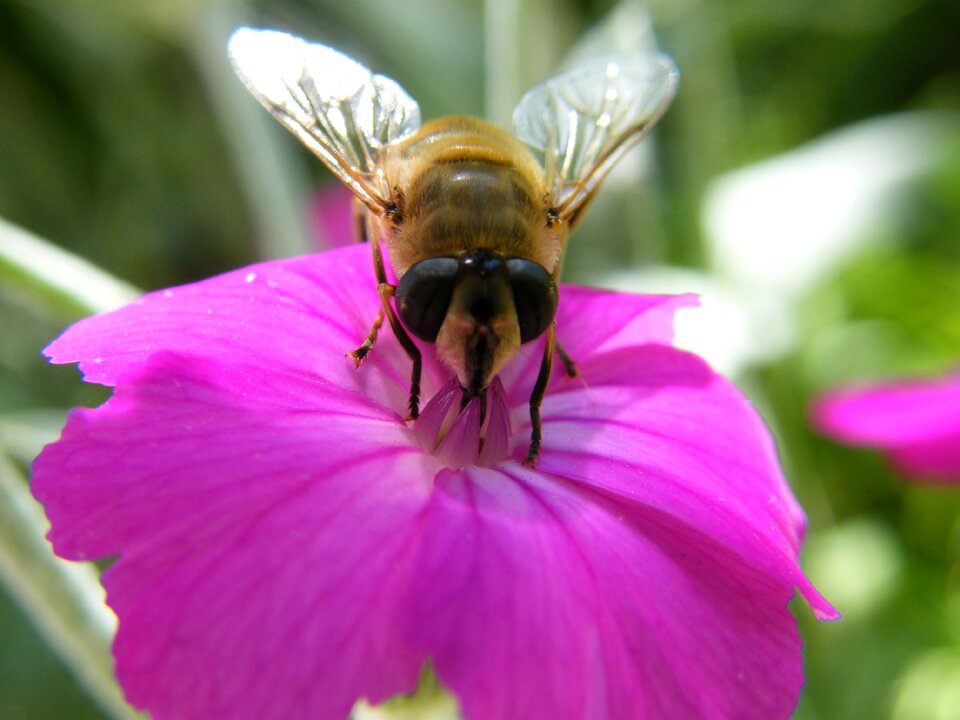 Bee spring pollination