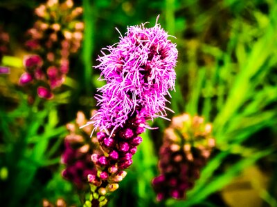 Bloom from top down purple line flower