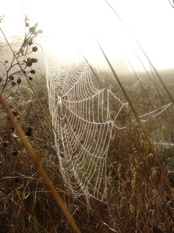 Web branch morning