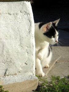 Cat black and white pet photo