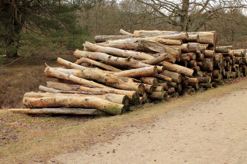 Forestry work sawed off tree trunks