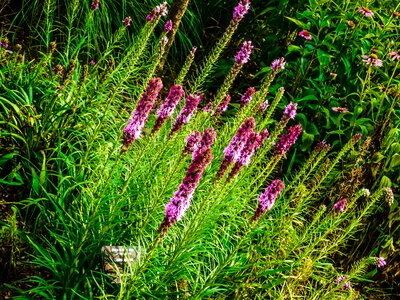 Purple line flower blue
