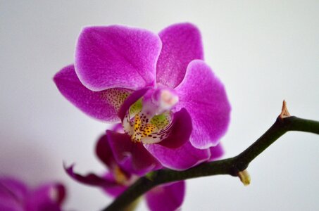 Orchid houseplant flower photo