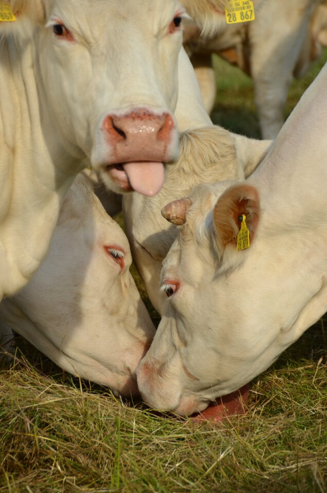 White black beef