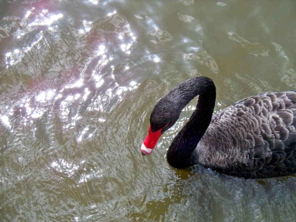 Beak swimming water bird