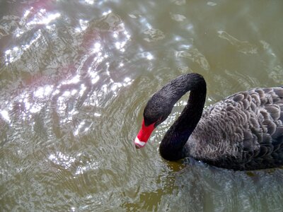 Beak swimming water bird photo