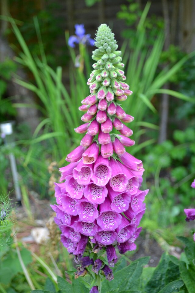 Nature purple mauve