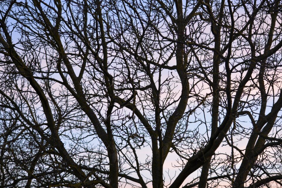 Air tree background