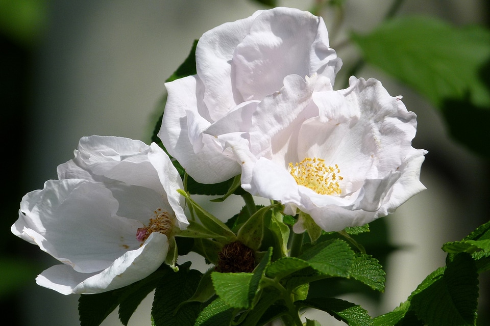Blossom petal bloom