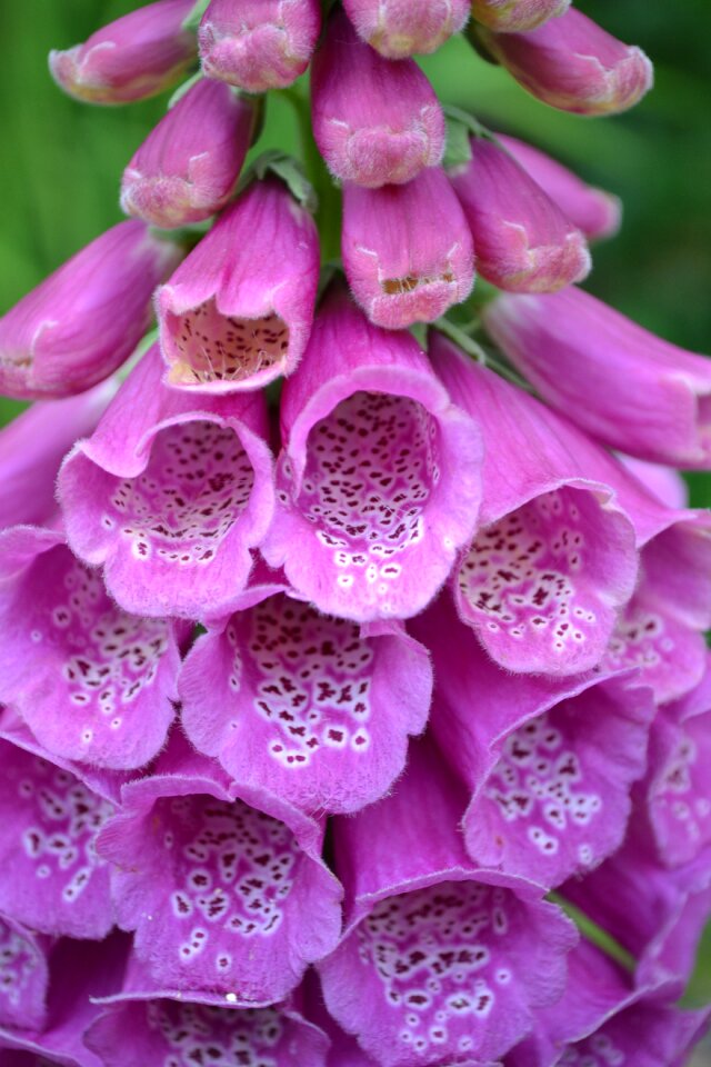 Nature purple mauve