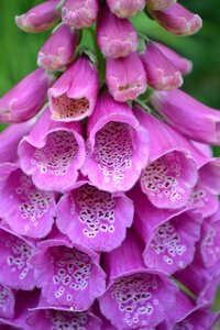 Nature purple mauve