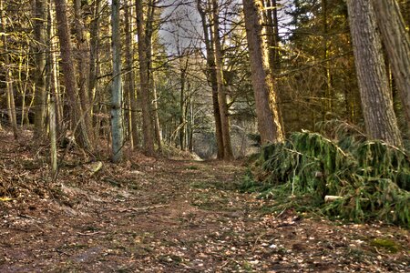 Crossroads forest trees
