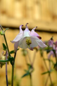 Close-up nature plant