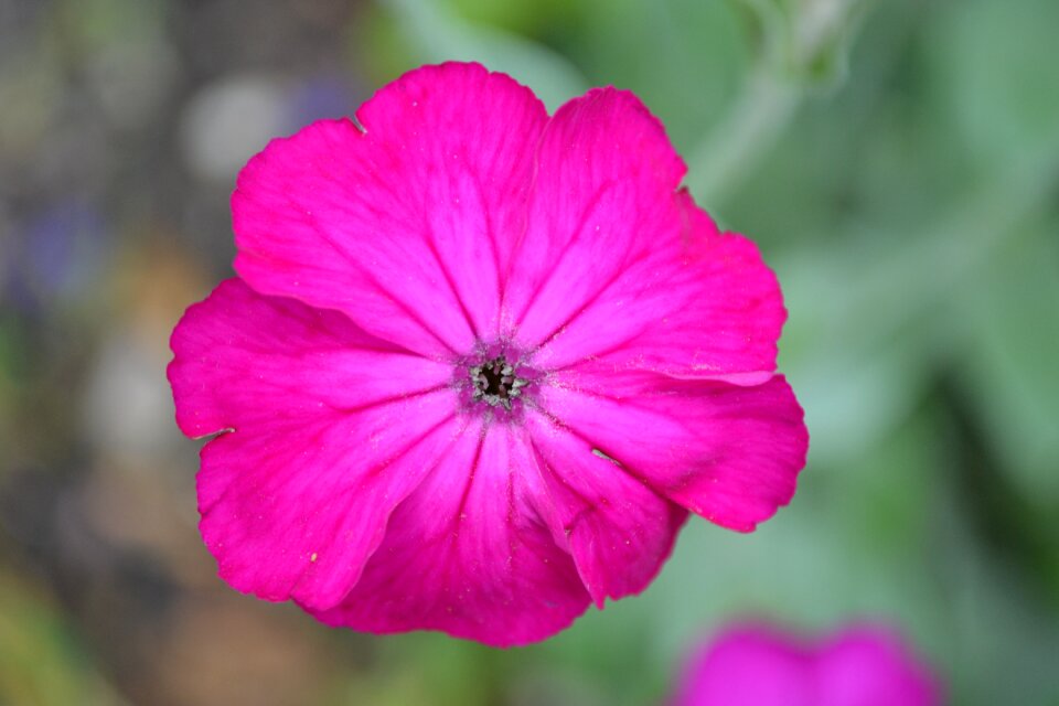 Nature plant petals
