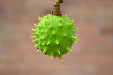 Green spiky seed