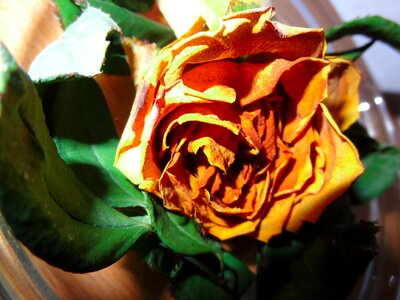 Old rose withered transient
