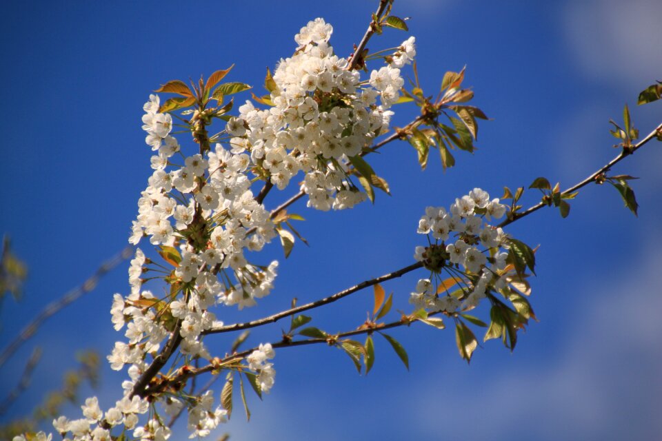 White garden plant
