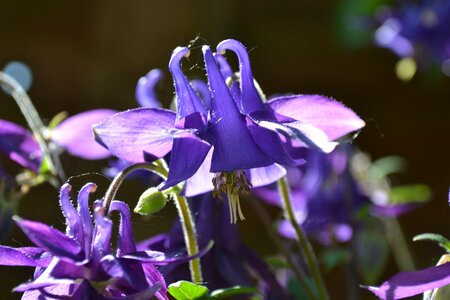 Violet purple wild flower