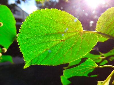 Leaf sunlight jagged photo