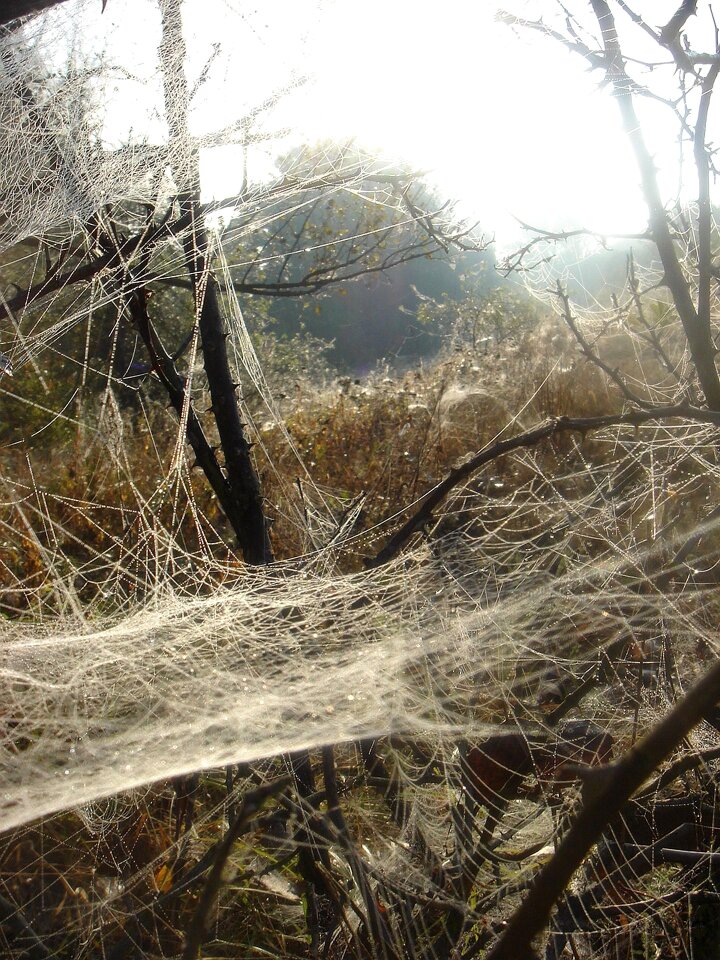 Web branch morning