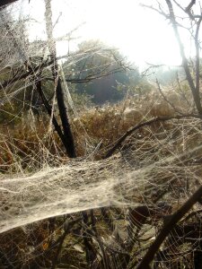 Web branch morning