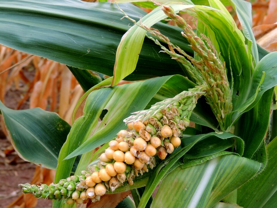 Food plants cornfield