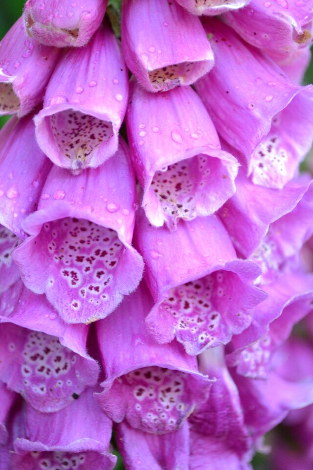 Nature purple mauve