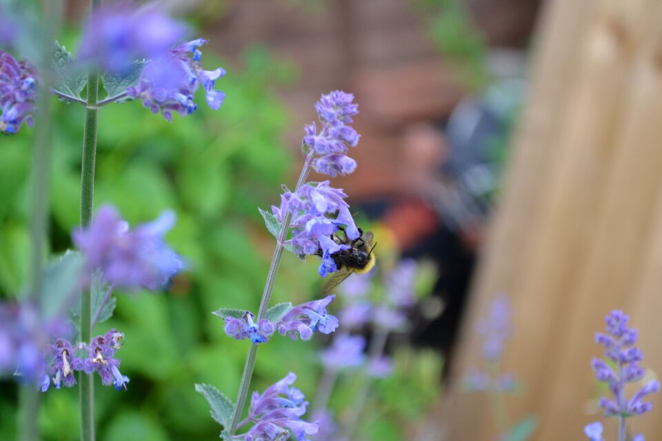 Flower blue herb