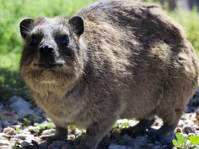 Smile rock hyrax procavia capensis