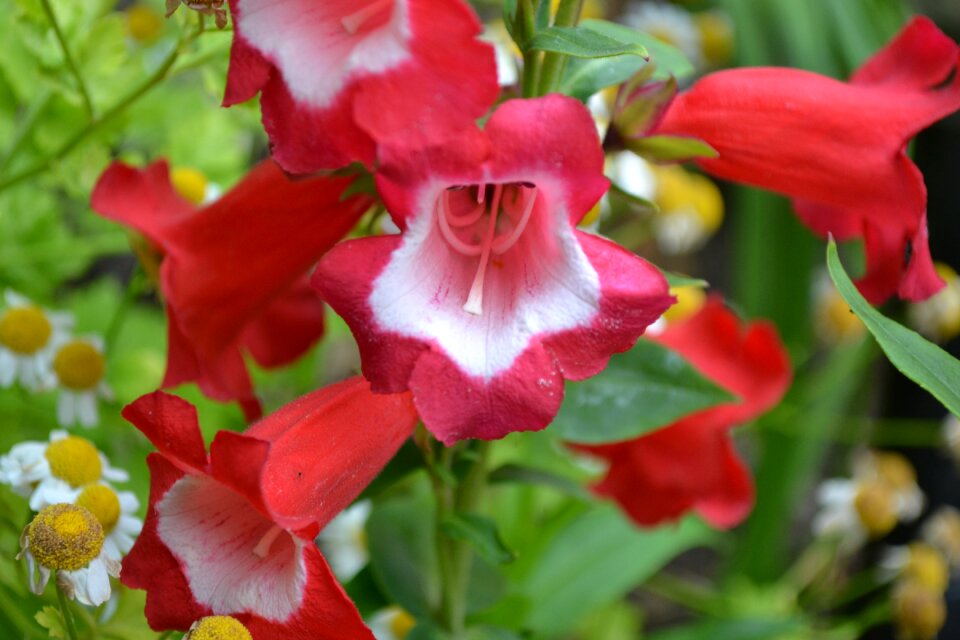 Flower close-up nature