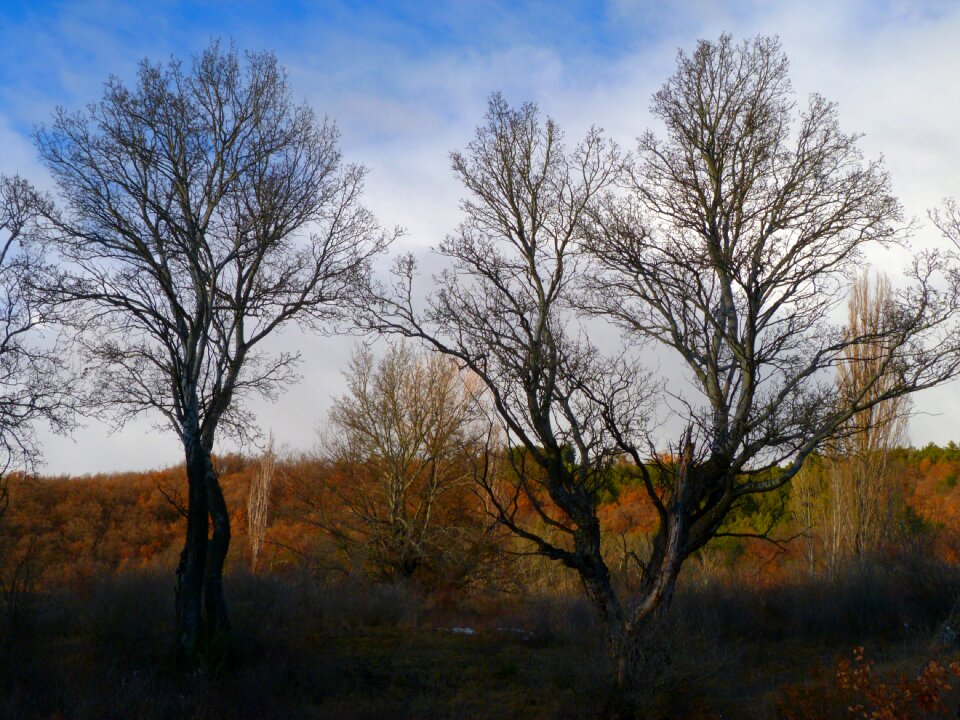 Winter mist contrast