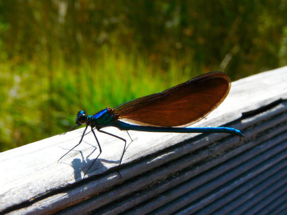 Insect nature macro
