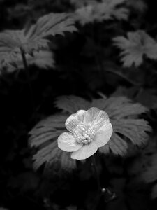 Flower buttercup black and white