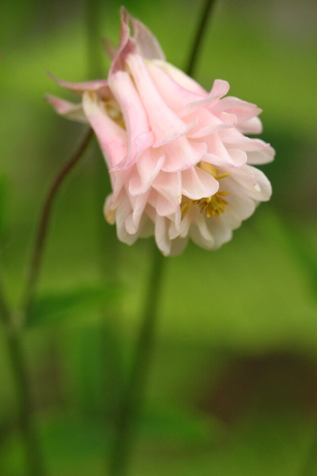 Flower light pink flora