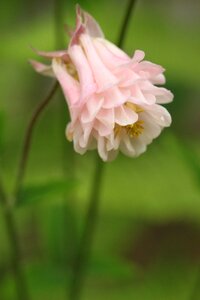 Flower light pink flora photo