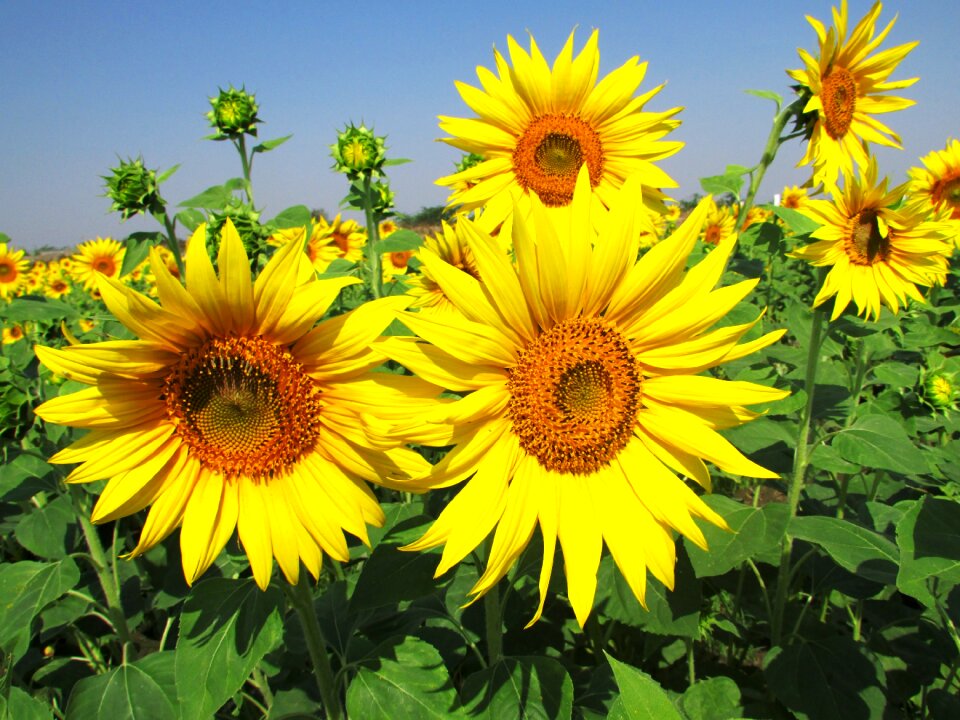 Yellow plant sky