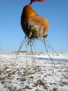 Snow frost pear