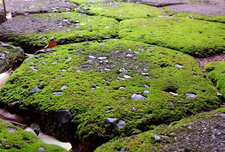 Moss parallelepiped sidewalk photo