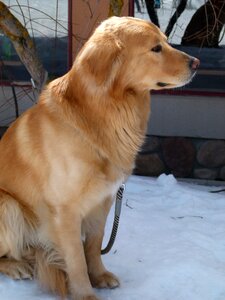 Canine faithful waiting
