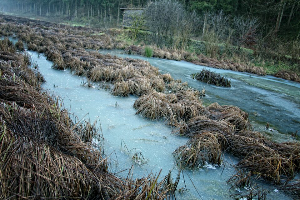 Water grass landscape
