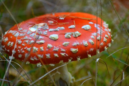 Forest nature red fly agaric mushroom