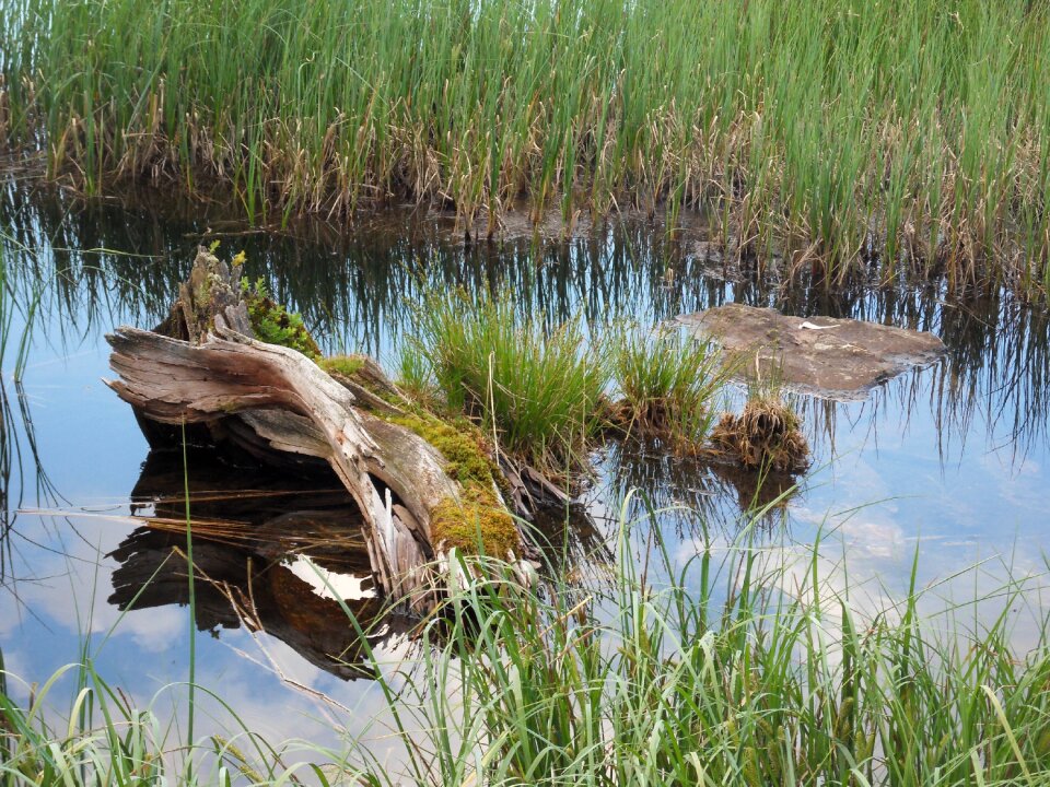 Wood swampy land moor