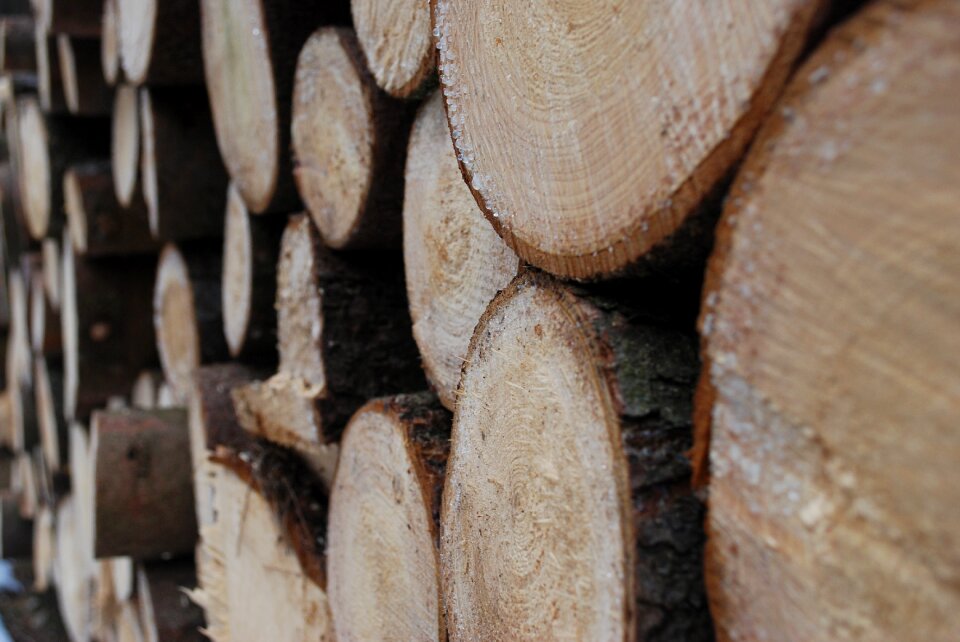 Closeup the details of the spruce