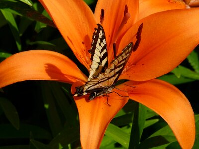 Beautiful close-up nature