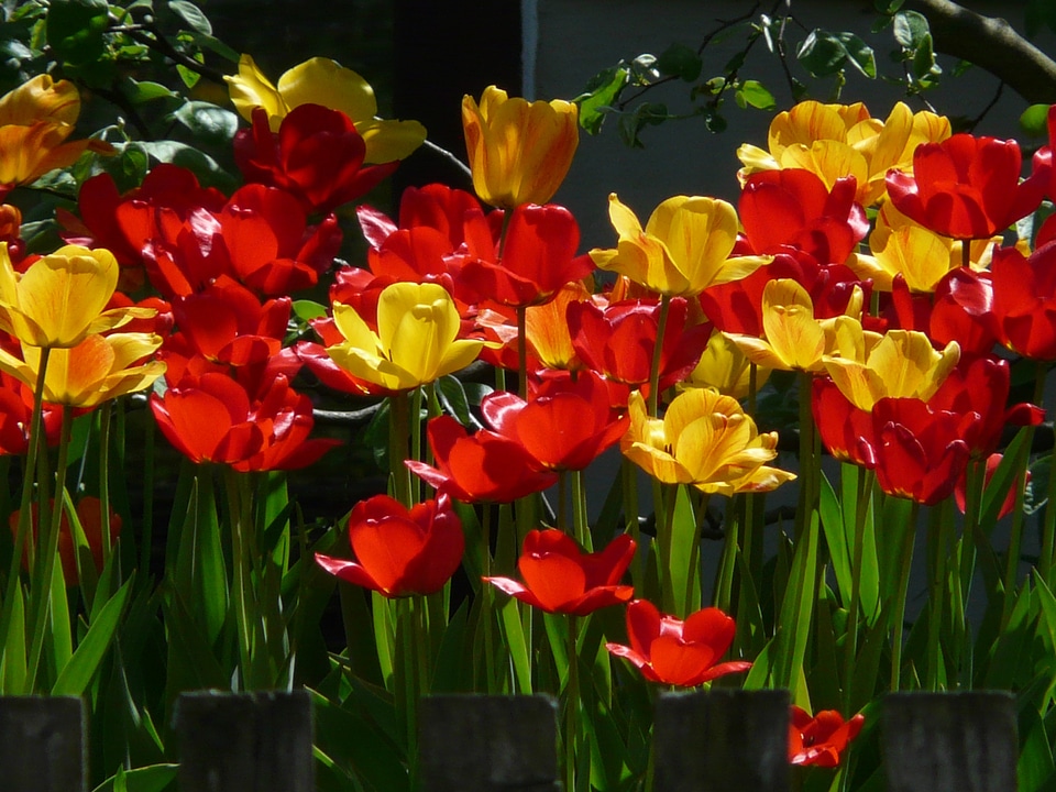 Backlighting beautiful tulpenbluete