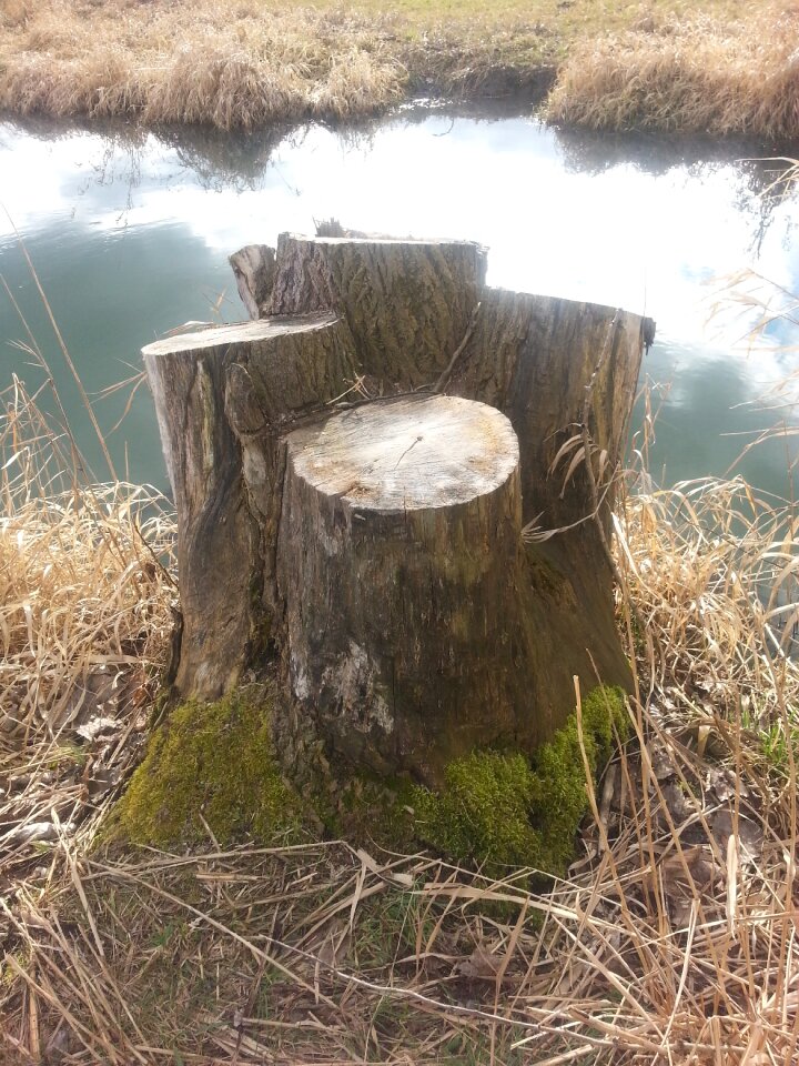 Wood dead tree waters