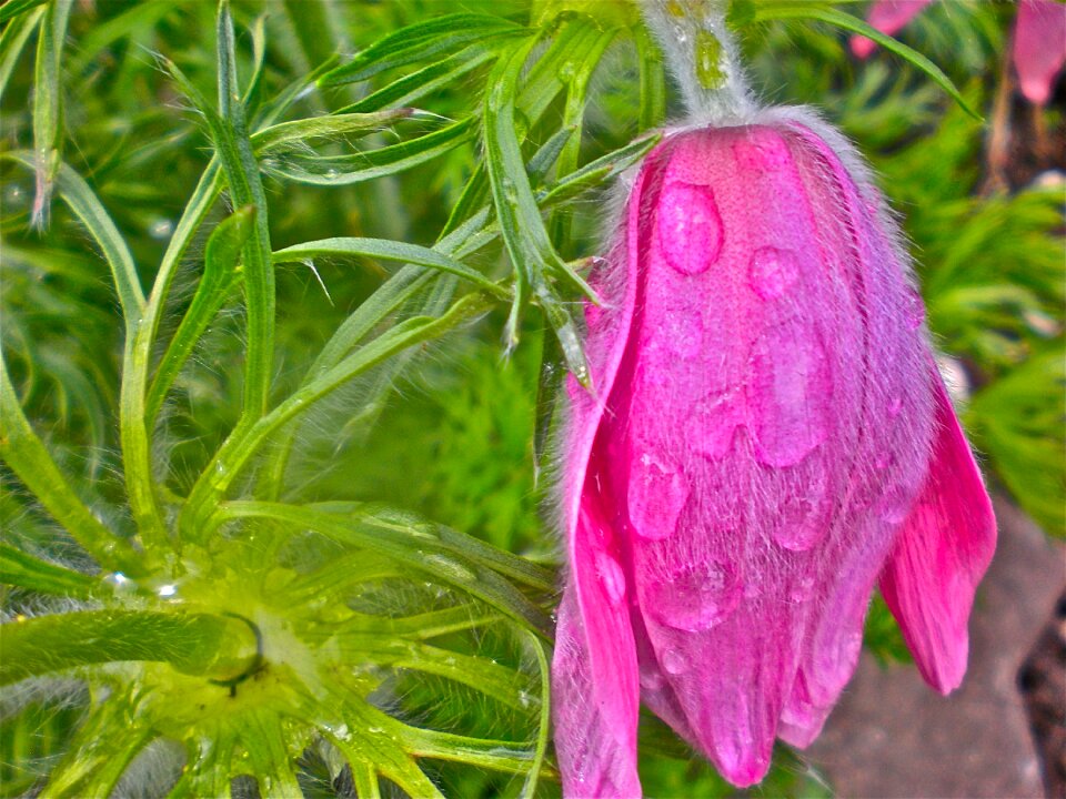 Red summer raindrops