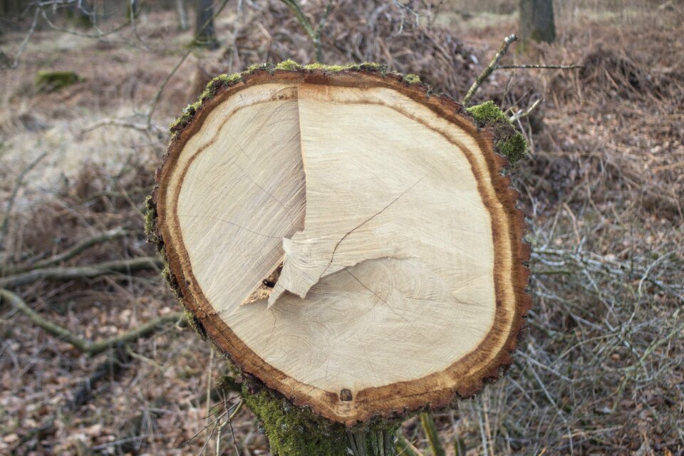 Forest like annual rings