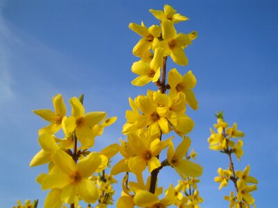 Ornamental shrub blossom bloom